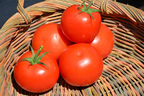 Celebration Tomato Plant